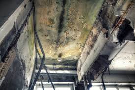 Best Commercial Mold Inspection  in Franklinton, LA